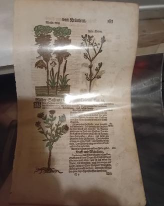 Stampa antica erbario tedesco 1600 MATTIOLI