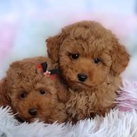 Allevamento barboncino toy e mini