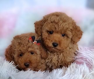 Allevamento barboncino toy e mini