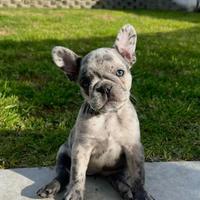 Cuccioli di bulldog francese selezionati