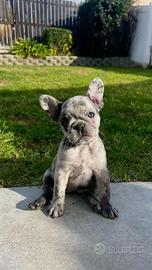 Cuccioli di bulldog francese selezionati