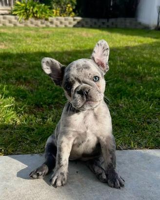 Cuccioli di bulldog francese selezionati