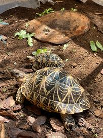 Trio tartarughe ELGANS 2 femmine 1 maschio