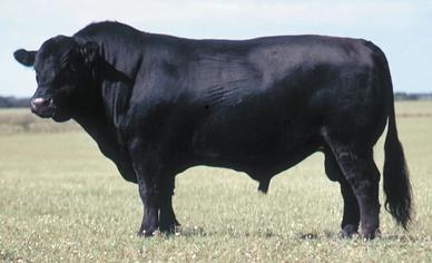 Black Angus maschio