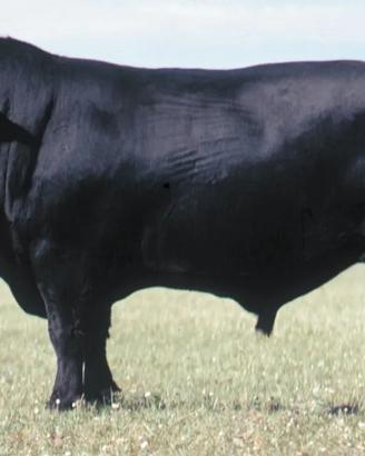 Black Angus maschio
