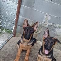 Cucciolo pastore tedesco