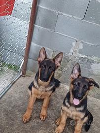 Cucciolo pastore tedesco