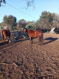 Quarter horse