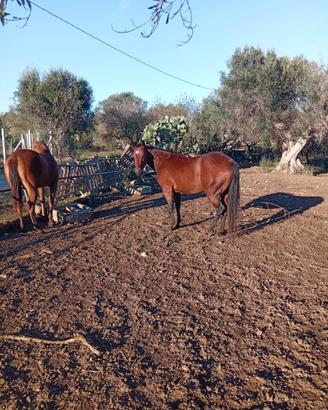 Quarter horse