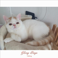 Gattini persiani exotic shorthair