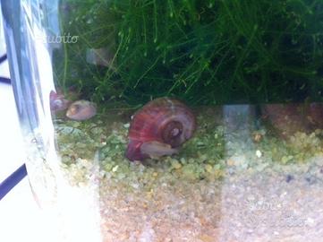 Lumache planorbarus