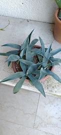 Agave