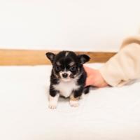 Cucciolo chihuahua pelo lungo