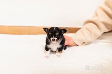 Cucciolo chihuahua pelo lungo