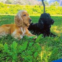 Due Cocker vorrebbero una nuova casa