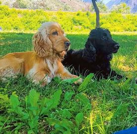 Due Cocker vorrebbero una nuova casa