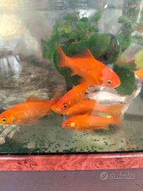 Pesci rossi