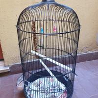 gabbia uccellini