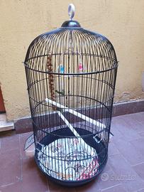 gabbia uccellini