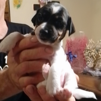 Cuccioli di Jack Russell