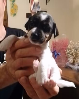 Cuccioli di Jack Russell