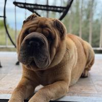 Sharpei per monta