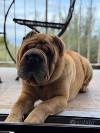 Sharpei per monta