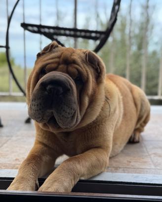 Sharpei per monta