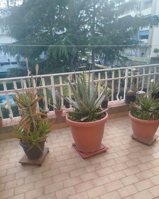 Aloe Vera e Aloe Arborescens