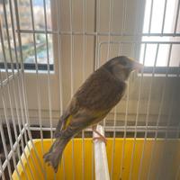 Cardellinato maschio