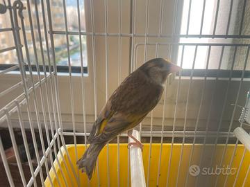 Cardellinato maschio