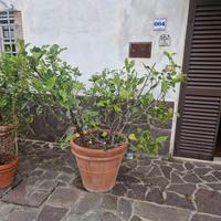 Piante di limoni in vaso di coccio