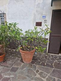 Piante di limoni in vaso di coccio