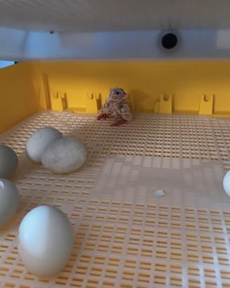 Pulcini di Azur. Anatre e oche