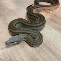 Boa constrictor