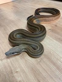 Boa constrictor