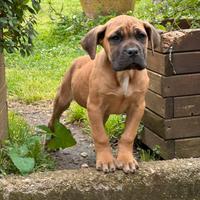 Cane Corso Fulvo