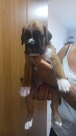 Cucciolo di Boxer