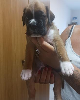 Cucciolo di Boxer