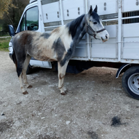 Cavallo