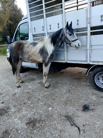 Cavallo