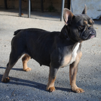 Bulldog francese