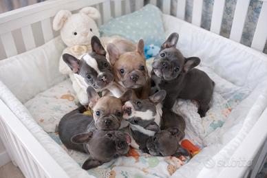 Cuccioli di Bulldog francese disponibili