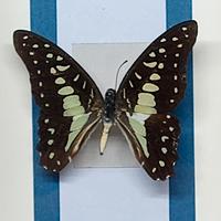 Quadro Tassidermia Farfalle 