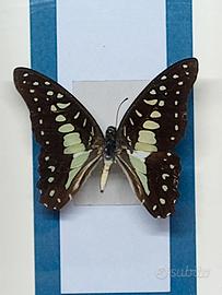 Quadro Tassidermia Farfalle 
