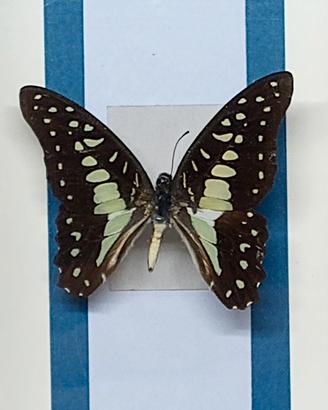 Quadro Tassidermia Farfalle 