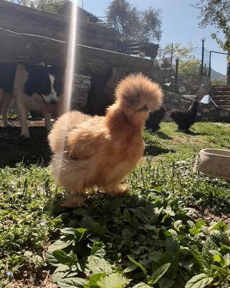 Galline ornamentali