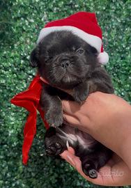 Bulldog Francese fluffy (big rope)