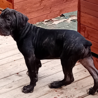 Cucciolo maschio di cane corso