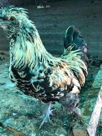 Gallo arlecchino